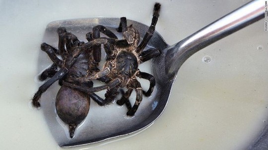 Rùng mình món nhện rừng đặc sản ở Bình Thuận - Ảnh 10.