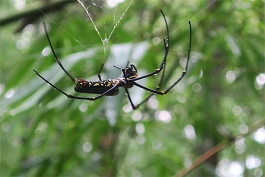 Rùng mình món nhện rừng đặc sản ở Bình Thuận - Ảnh 2.