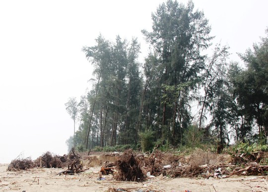Cận cảnh những cánh rừng phòng hộ ven biển Thanh Hóa bị “xóa sổ” sau 1 quyết định - Ảnh 13.