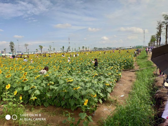 [VIDEO] - Nườm nượp đi xem cánh đồng hoa hướng dương ven sông Sài Gòn - Ảnh 2.