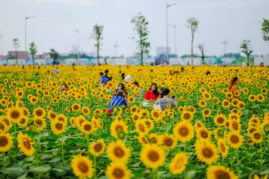 [VIDEO] - Nườm nượp đi xem cánh đồng hoa hướng dương ven sông Sài Gòn - Ảnh 18.