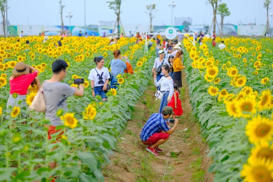 [VIDEO] - Nườm nượp đi xem cánh đồng hoa hướng dương ven sông Sài Gòn - Ảnh 10.