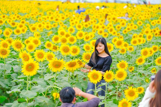 [VIDEO] - Nườm nượp đi xem cánh đồng hoa hướng dương ven sông Sài Gòn - Ảnh 11.