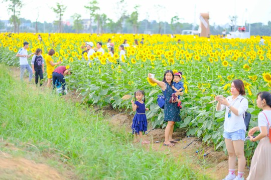 [VIDEO] - Nườm nượp đi xem cánh đồng hoa hướng dương ven sông Sài Gòn - Ảnh 6.