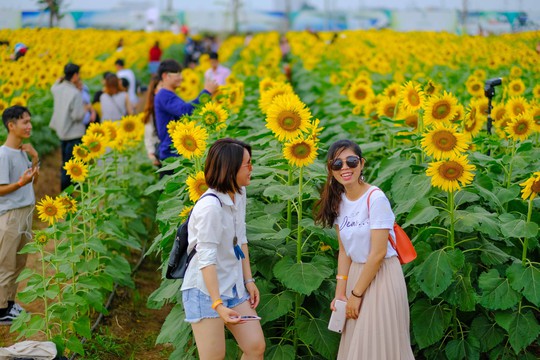 [VIDEO] - Nườm nượp đi xem cánh đồng hoa hướng dương ven sông Sài Gòn - Ảnh 12.