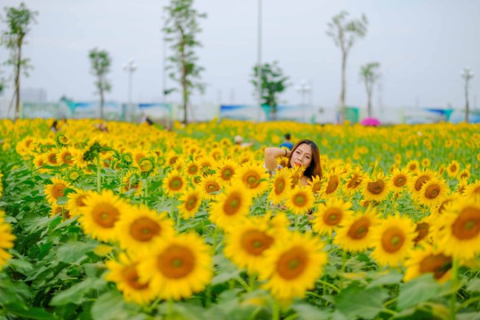 [VIDEO] - Nườm nượp đi xem cánh đồng hoa hướng dương ven sông Sài Gòn - Ảnh 9.
