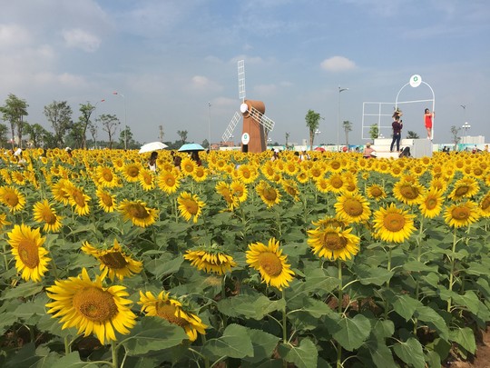 [VIDEO] - Nườm nượp đi xem cánh đồng hoa hướng dương ven sông Sài Gòn - Ảnh 15.