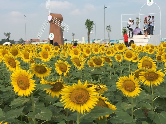[VIDEO] - Nườm nượp đi xem cánh đồng hoa hướng dương ven sông Sài Gòn - Ảnh 16.