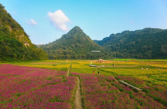 Bên trong thung lũng hoa lớn nhất Việt Nam - Ảnh 7.