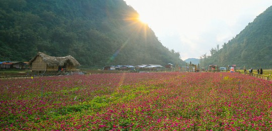 Bên trong thung lũng hoa lớn nhất Việt Nam - Ảnh 9.