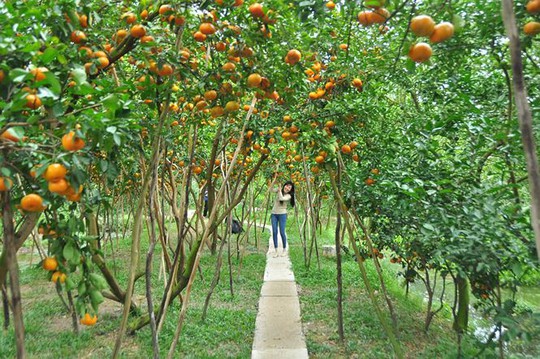Ngắm vườn quýt hồng trĩu quả của nông dân Đồng Tháp - Ảnh 5.