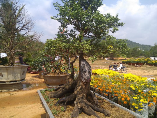 Chiêm ngưỡng cây khế hình chó, dừa 15 ngọn giá nửa tỉ ở Phú Quốc - Ảnh 2.