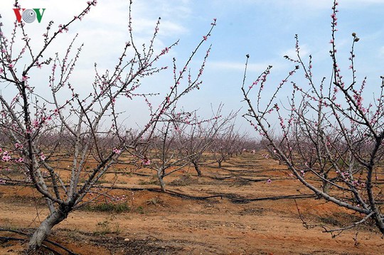 Sắc đào trên sa mạc Sahara - Ảnh 1.