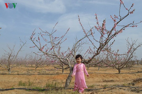 Sắc đào trên sa mạc Sahara - Ảnh 4.