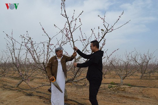 Sắc đào trên sa mạc Sahara - Ảnh 6.