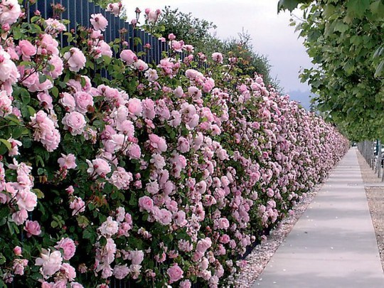 Mê mẩn những hàng rào tuyệt đẹp bằng hoa - Ảnh 2.