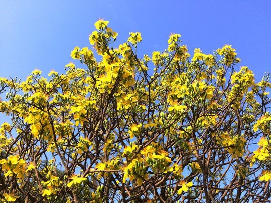 “Hoa mắt” trước cây mai vàng hình nấm được cắt tỉa gần 40 năm - Ảnh 8.
