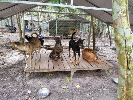 Giải cứu chó Xoáy Phú Quốc từ quán “cầy tơ” - Ảnh 3.