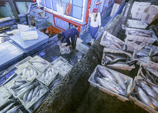 Ngư dân trúng 10 tấn cá sau chuyến đi xuyên Tết - Ảnh 1.