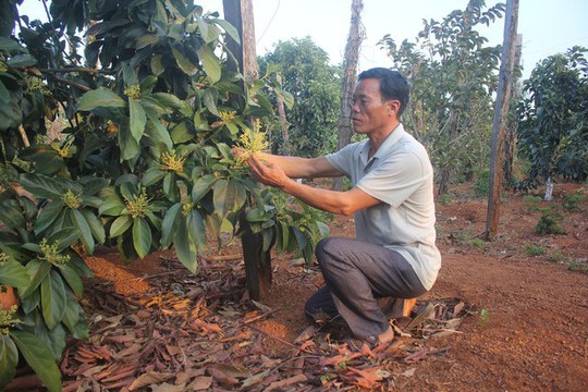  Khi thủ phủ hồ tiêu thành “thủ phủ nợ nần”...! - Ảnh 3.