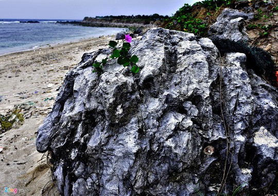San hô hóa thạch hình bông hồng ở đảo Lý Sơn - Ảnh 6.