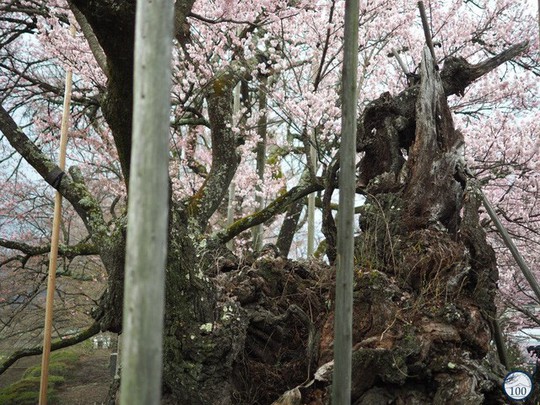 Lặng người trước “Báu vật quốc gia” đẹp và cổ nhất Nhật Bản - Ảnh 4.