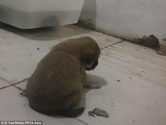 Sở thú Trung Quốc bị lên án vì cho trăn ăn chó con - Ảnh 2.
