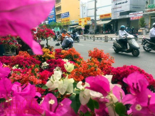 Hoa cảnh, cây kiểng trưng Tết tràn về phố Sài Gòn - Ảnh 11.