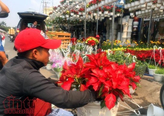 Hoa cảnh, cây kiểng trưng Tết tràn về phố Sài Gòn - Ảnh 6.