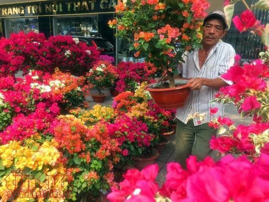 Hoa cảnh, cây kiểng trưng Tết tràn về phố Sài Gòn - Ảnh 1.