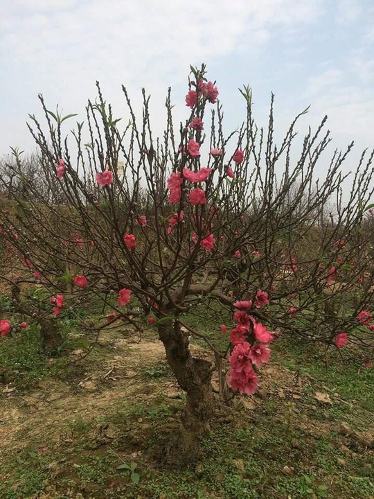 Cách chọn đào, quất đẹp chơi Tết - Ảnh 1.