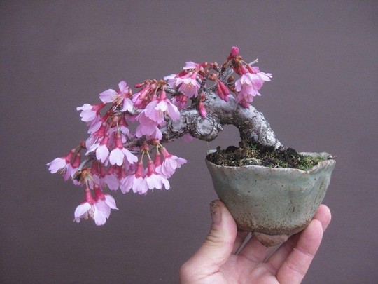  15 chậu bonsai mini siêu đẹp trang trí nhà dịp Tết  - Ảnh 1.