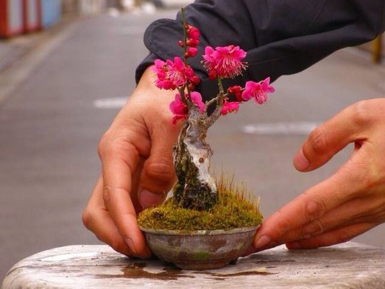  15 chậu bonsai mini siêu đẹp trang trí nhà dịp Tết  - Ảnh 2.