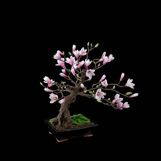  15 chậu bonsai mini siêu đẹp trang trí nhà dịp Tết  - Ảnh 12.