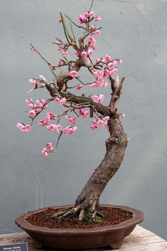  15 chậu bonsai mini siêu đẹp trang trí nhà dịp Tết  - Ảnh 13.