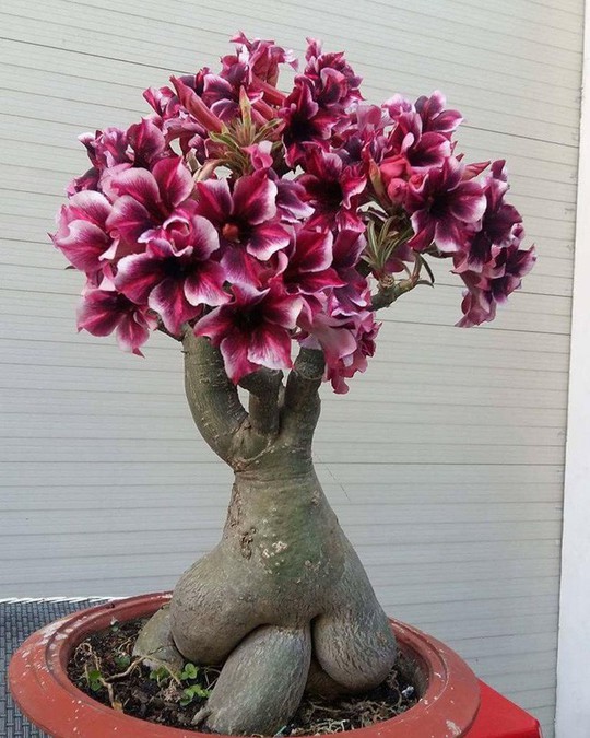  15 chậu bonsai mini siêu đẹp trang trí nhà dịp Tết  - Ảnh 3.