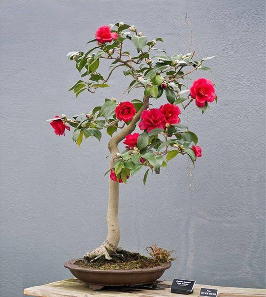  15 chậu bonsai mini siêu đẹp trang trí nhà dịp Tết  - Ảnh 5.
