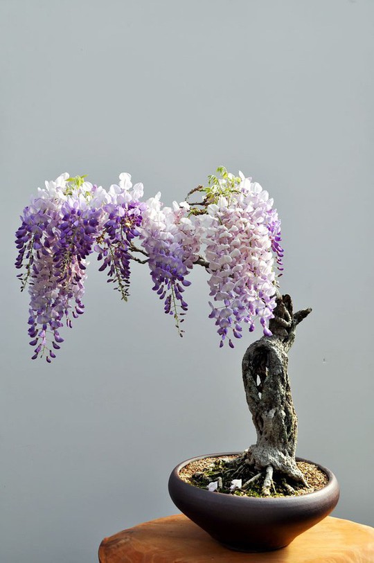  15 chậu bonsai mini siêu đẹp trang trí nhà dịp Tết  - Ảnh 6.