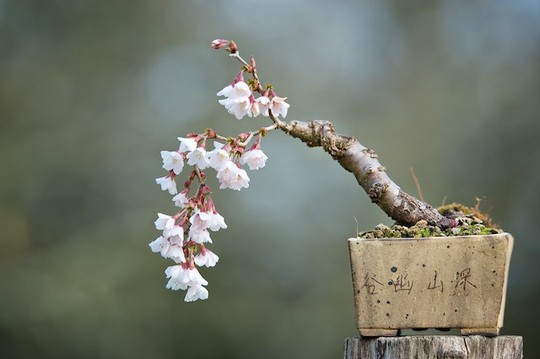  15 chậu bonsai mini siêu đẹp trang trí nhà dịp Tết  - Ảnh 7.