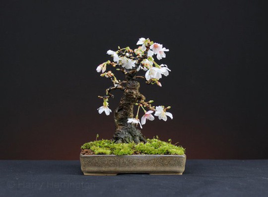  15 chậu bonsai mini siêu đẹp trang trí nhà dịp Tết  - Ảnh 8.