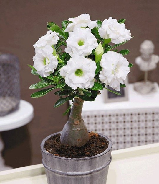  15 chậu bonsai mini siêu đẹp trang trí nhà dịp Tết  - Ảnh 9.