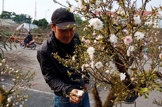 Mai trắng quý gây sốc với giá trăm triệu tại chợ hoa Tết đất cố đô - Ảnh 3.
