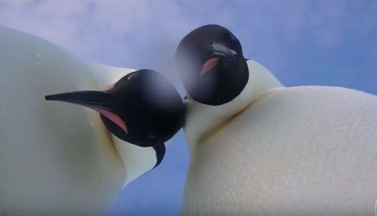 CLIP Chim cánh cụt nhặt được máy ảnh, chụp hình tự sướng - Ảnh 2.