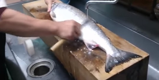 Cận cảnh thu hoạch trứng cá hồi siêu đắt ở Nhật Bản - Ảnh 2.