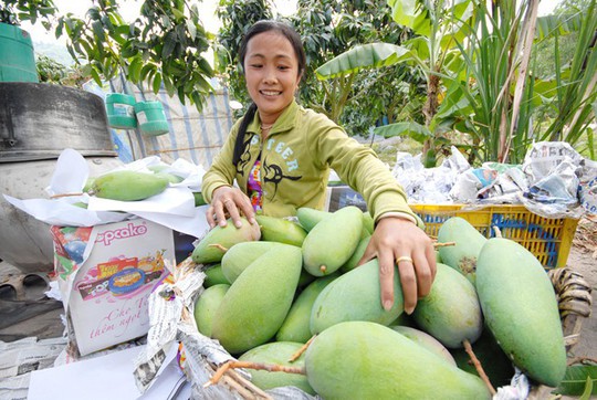 Ngắm vườn xoài ba màu thu bạc tỷ ở miền Tây - Ảnh 1.