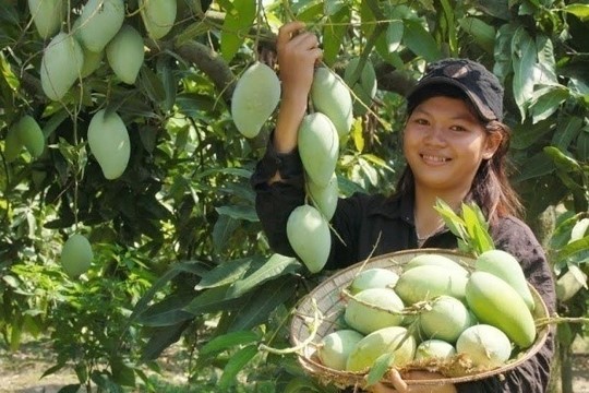 Ngắm vườn xoài ba màu thu bạc tỷ ở miền Tây - Ảnh 10.