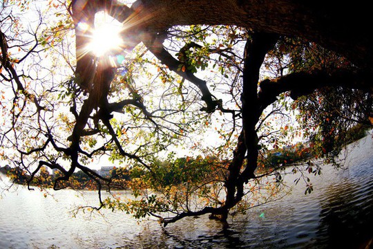 Hồ Gươm lãng mạn mùa lộc vừng thay màu lá - Ảnh 6.