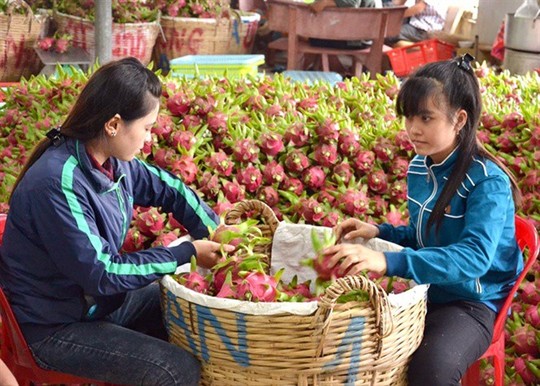 Thương lái Trung Quốc lùng mua đặc sản Việt: Cảnh báo bỏ bom - Ảnh 2.