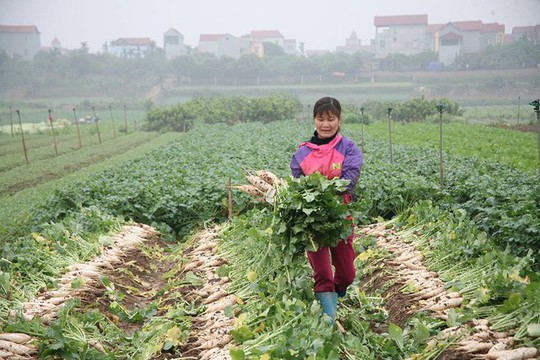 Nông dân Hà Nội ngậm ngùi vứt bỏ hàng trăm tấn củ cải trắng - Ảnh 2.