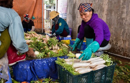 Nông dân Hà Nội ngậm ngùi vứt bỏ hàng trăm tấn củ cải trắng - Ảnh 14.